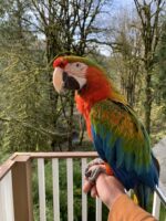 jubilee hybrid macaw parrot