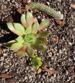 House Mix #3 Succulent & Cacti Growing Media