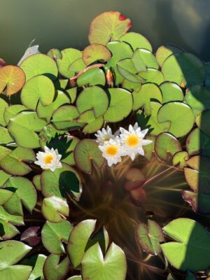 Water Lilly